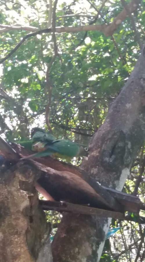 Bed and breakfast Do Tucano
